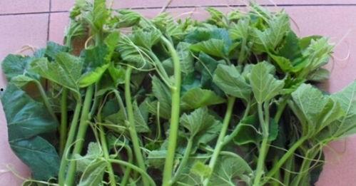 蕃瓜的茎叶可以吃吗视频,视频带你探索绿色美食新选择