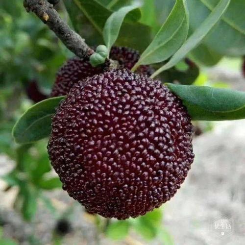 刘大瓜吃田螺螺丝视频大全,视频大全带你领略地道风味