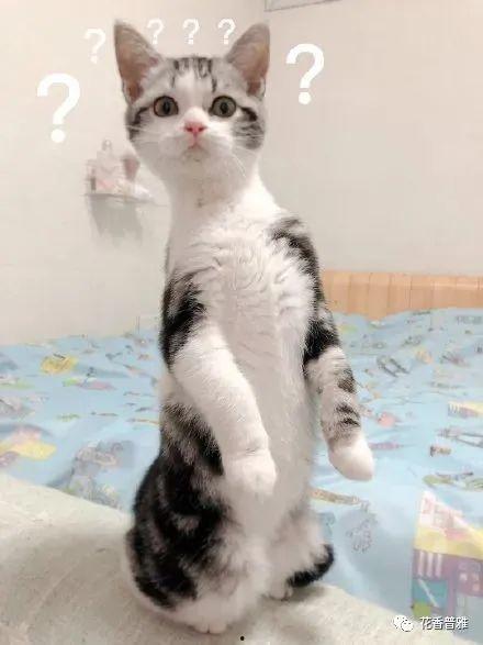 猫咪吃瓜的视频