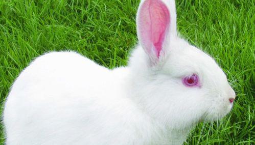 兔子在家吃瓜视频,欢乐日常萌态十足