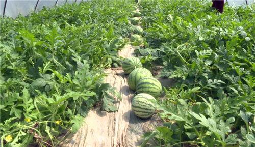 招远吃瓜最新事件视频,视频揭露惊人真相，网友热议不断