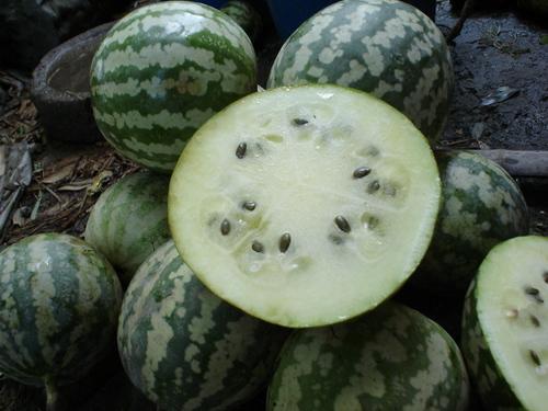 小宝宝吃绿宝瓜视频,萌趣瞬间捕捉