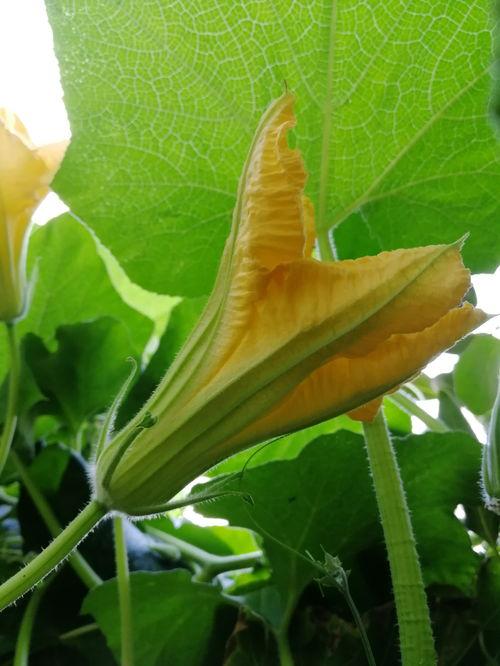 花花世界吃瓜视频,揭秘娱乐圈幕后故事