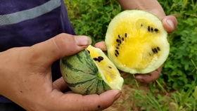 创意吃瓜挑战音乐视频