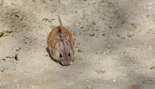 老鼠吃佛手瓜会死吗视频,老鼠食用佛手瓜致命真相揭秘