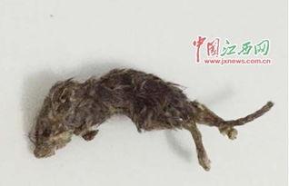 变异老鼠吃瓜视频播放下载,播放量飙升，下载热潮席卷而来