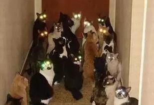 英国吃瓜小孩视频大全,萌态百出，笑料连连