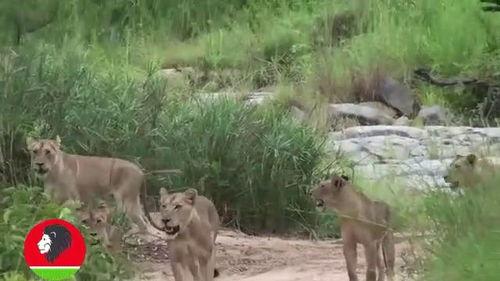 一只羊吃瓜视频,一场田园趣味盛宴