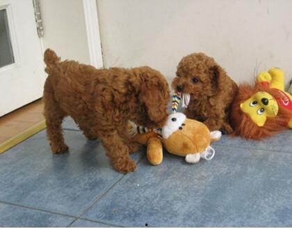 泰迪吃哈密瓜视频完整版,萌态百出萌翻网友