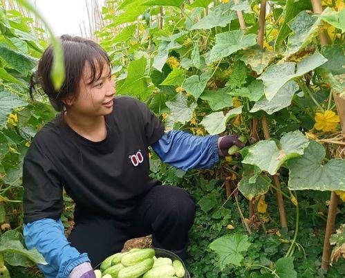 肇庆四会吃瓜事件视频