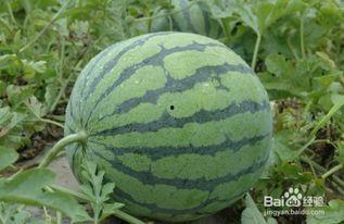 吃瓜季挑西瓜视频