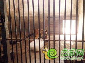 丛台公园吃瓜事件始末视频,一场引发热议的公共行为争议