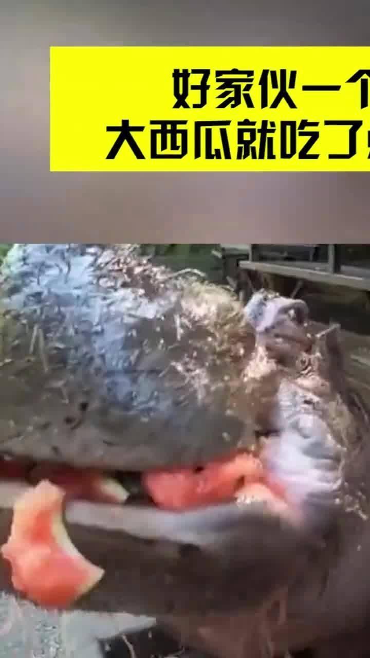 好家伙吃瓜视频