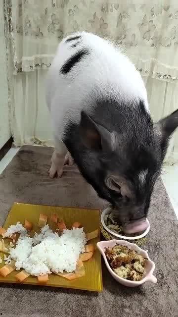 小猪直播间吃瓜事件视频,一场网络狂欢背后的真相揭秘