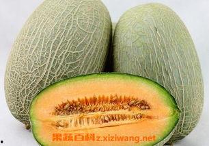 哈密瓜怎么吃嫩苗好吃视频,哈密瓜嫩苗美味食用指南