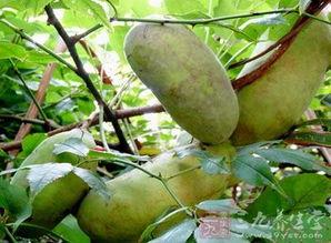 藤上的八月瓜可以吃吗视频,揭秘可食用八月瓜的奥秘