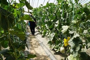 果园吃瓜事件视频,一场引发热议的乡村奇遇记