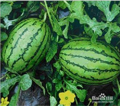 福建近期热门吃瓜事件视频,揭秘近期网络热议的神秘幕后