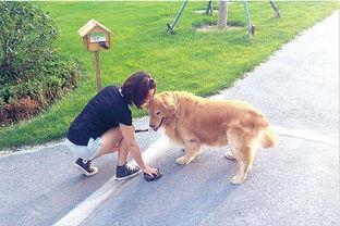 带你吃瓜讲解遛狗视频,带你吃瓜