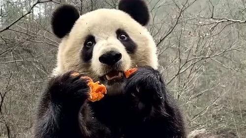 熊猫吃狗头瓜的视频大全,狗头瓜视频大全大揭秘
