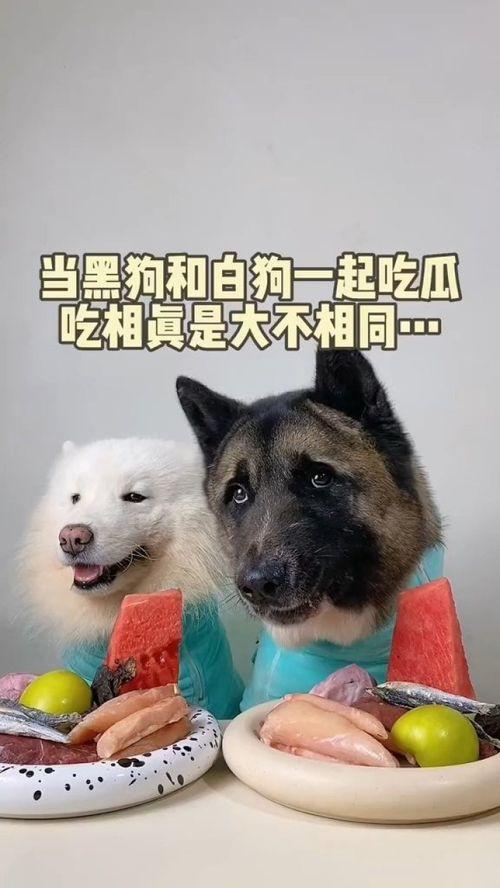 武汉吃瓜萌宠视频下载最新,萌态百出，萌翻网友心