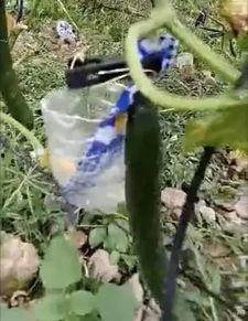 瀚林府吃瓜事件视频,揭秘网络热议背后的真相