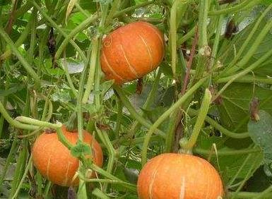 老美吃瓜视频大全下载,揭秘美国网友的趣味生活瞬间