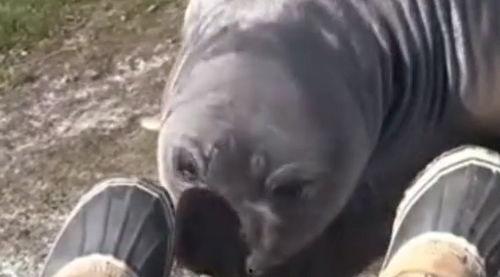 百兽被迫吃瓜视频大全,揭秘百兽被迫吃瓜视频大全