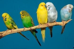 鹦鹉吃瓜会吃死吗视频播放,鹦鹉吃瓜致命真相揭秘